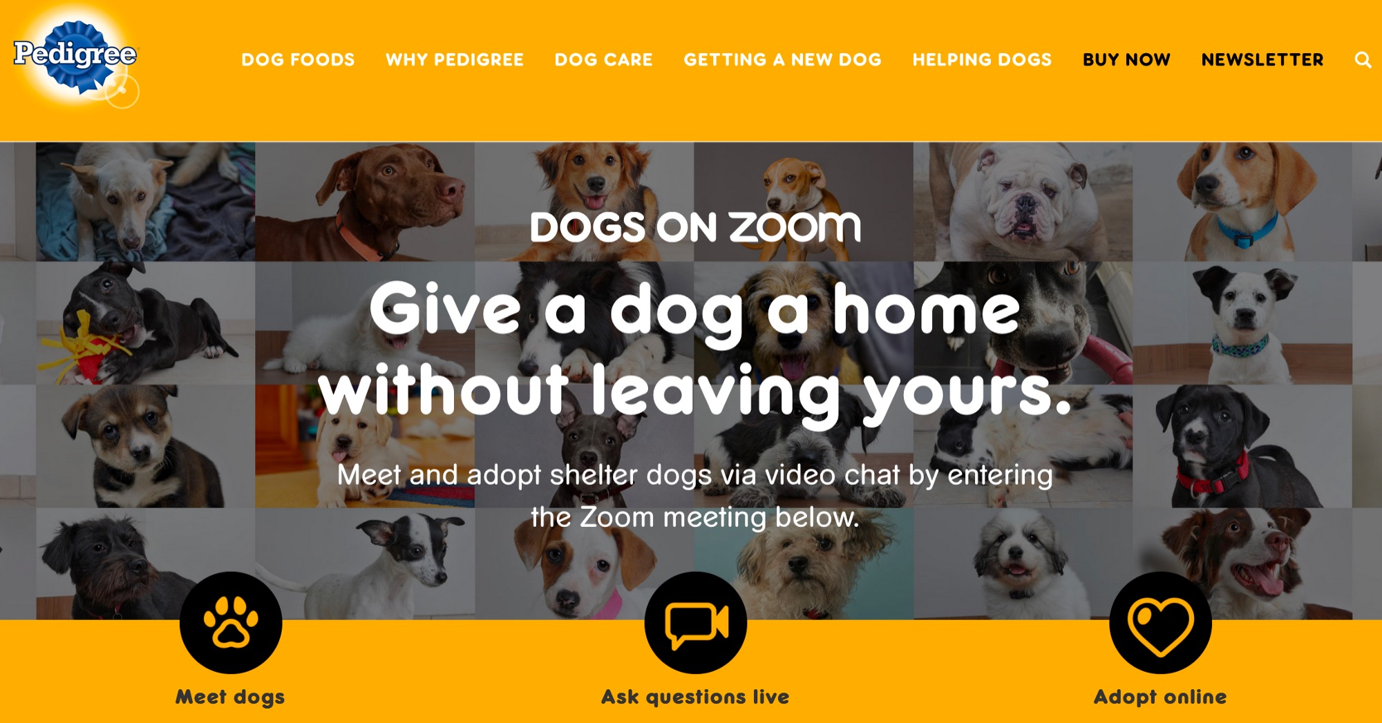 Adoption by Zoom