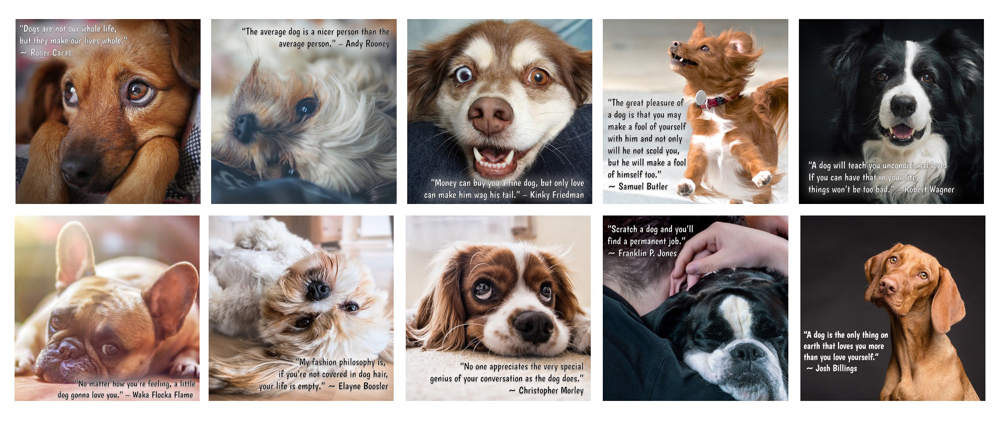 Inspirational Dog Quotes Graphics with PLR Rights