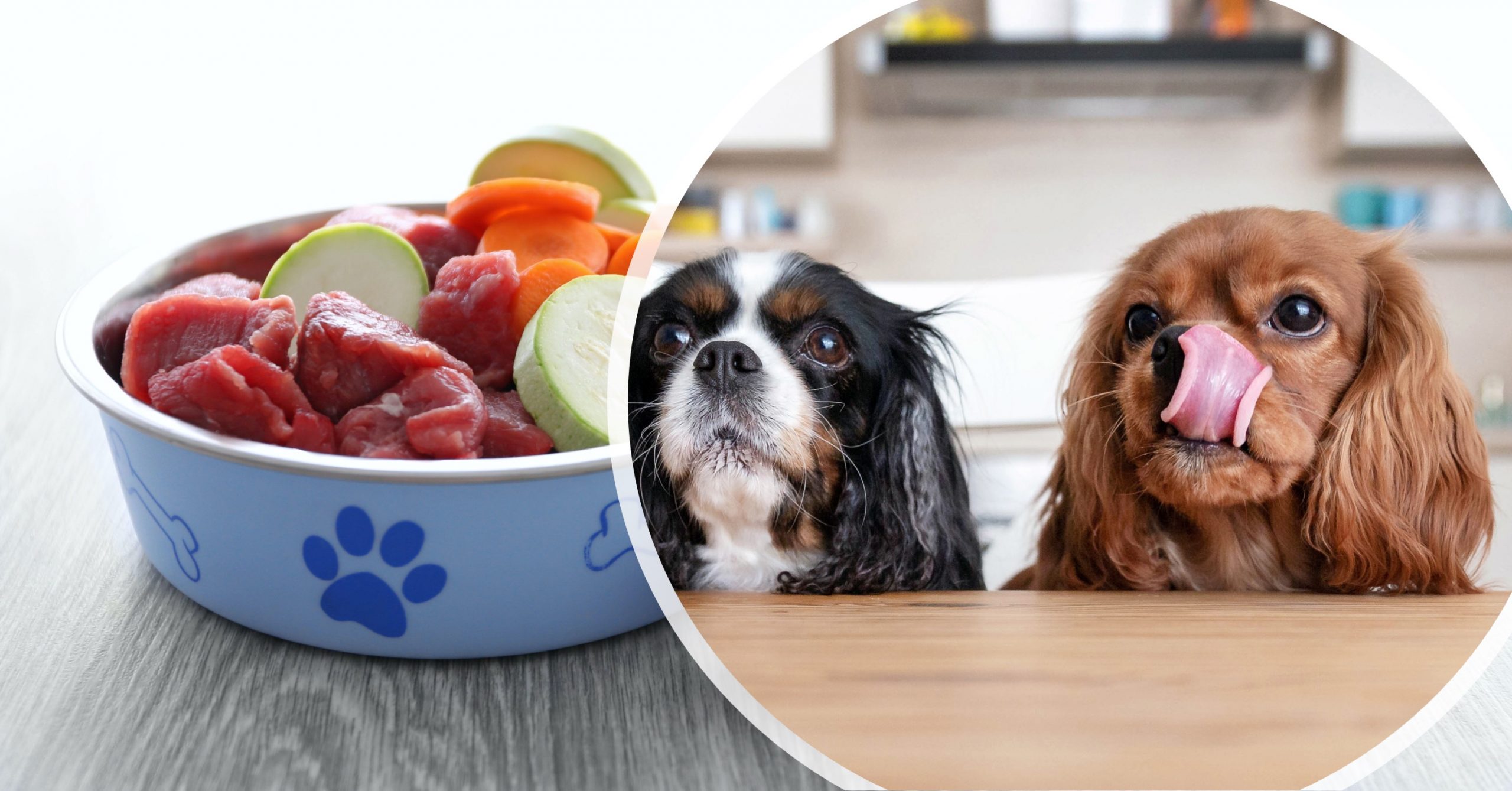 How to Make Healthy Homemade Dog Food