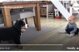 Bernese Mountain Dog Meets Puppy Video