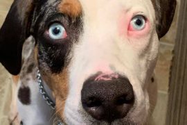 Gus the Dog is Finally Rescued!
