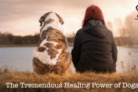 How Dogs Help Us Heal