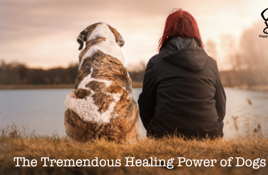 How Dogs Help Us Heal