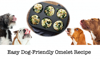 Easy Dog Friendly Omelet Recipe