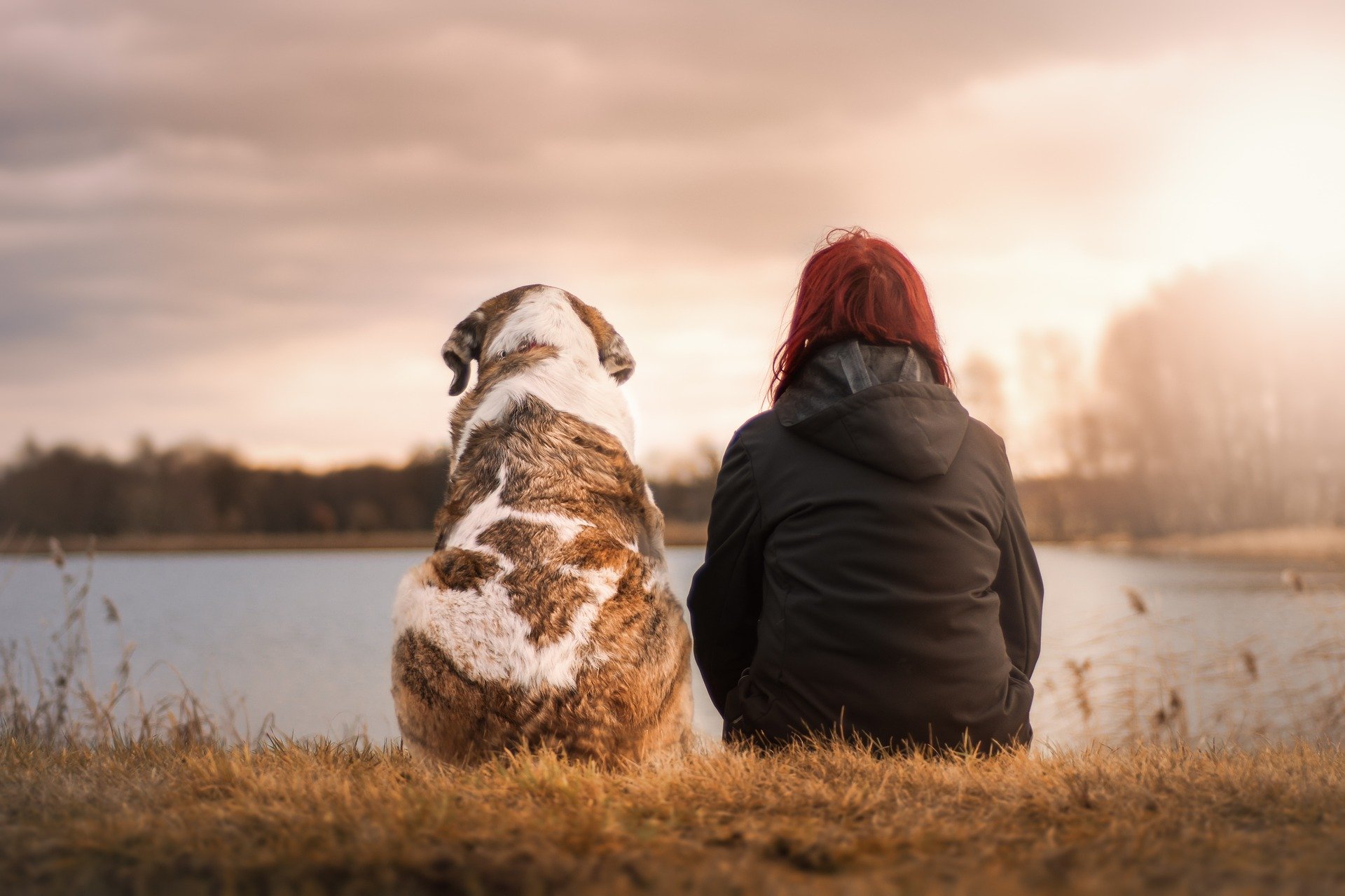 How Dogs Help Us Heal