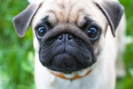 Pug Wants a Treat