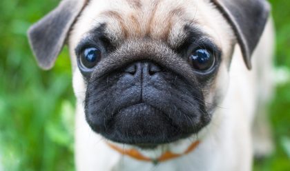 Pug Wants a Treat