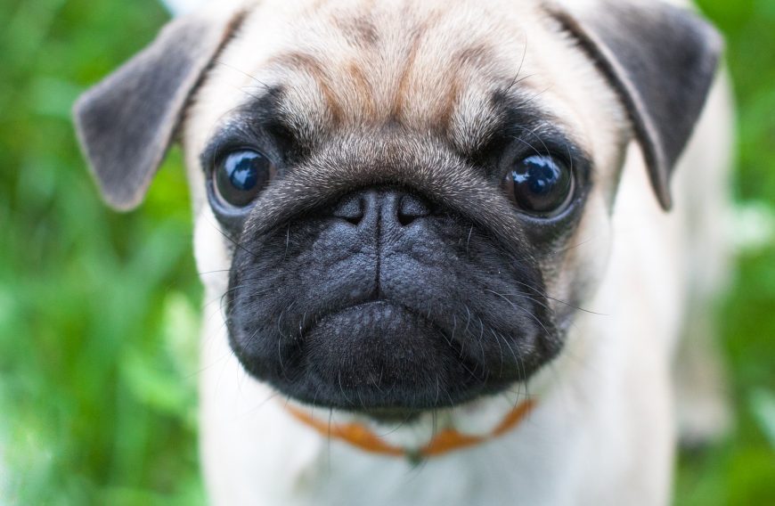 Pug Wants a Treat