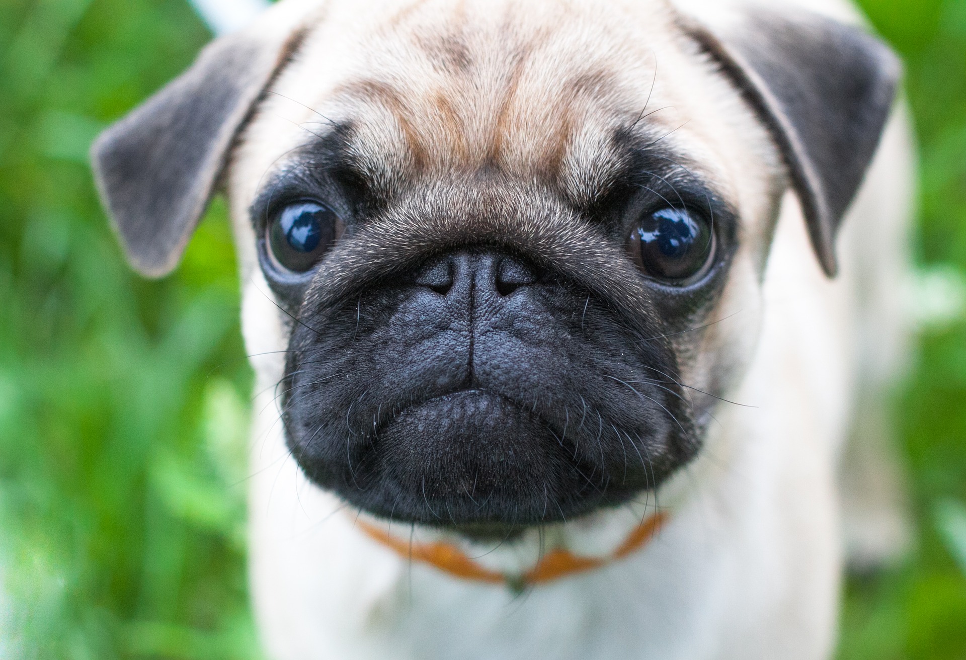 This Dog Will Do Anything for a Homemade Treat!